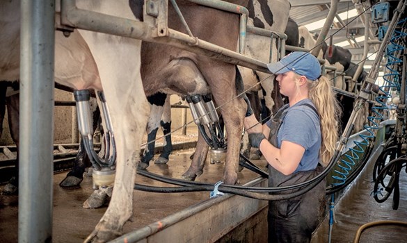 Lady in a cap applying milking clusters to cows in a parlour